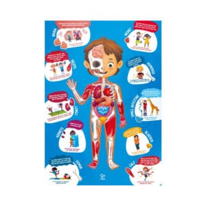 Maletín puzzle del cuerpo humano 60 piezas